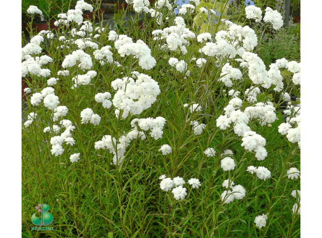 Achillea ptarmica